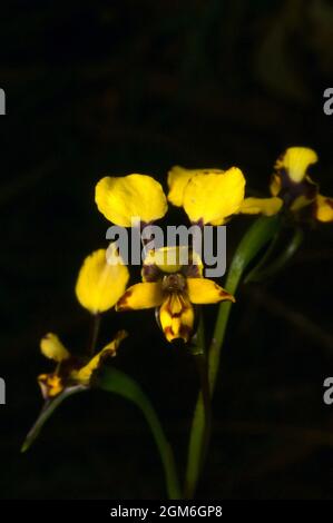 A tiny Leopard Orchid (Diuris Pardina) is flowering early at Hochkins Ridge Flora Reserve in Croydon North, Victoria, Australia. Stock Photo