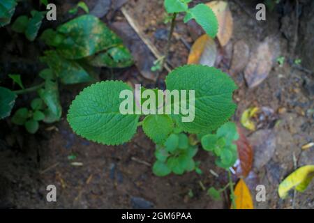 Indian Borage plant on the ground Stock Photo