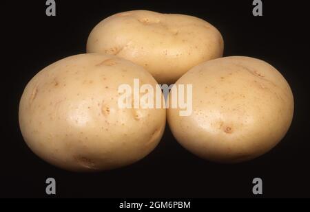 POTATOES 'COLIBAN' SOLANUM TUBEROSUM. SOLANACEAE ON BLACK BACKGROUND. AUSTRALIA. Stock Photo