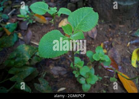 Top view of Indian Borage plant on the ground Stock Photo