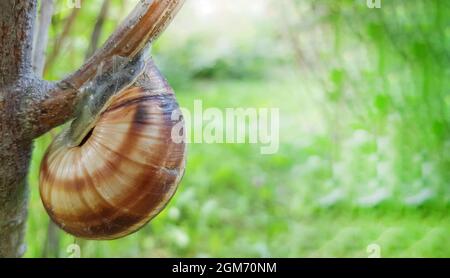 Close-up of a small garden snail sitting on a tree branch against the background of nature on a sunny summer day.