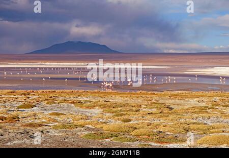 Panoramic View of Flamingos Flamboyance Grazing in Laguna Colorada or The Red Lagoon in Bolivian Altiplano, Bolivia, South America Stock Photo