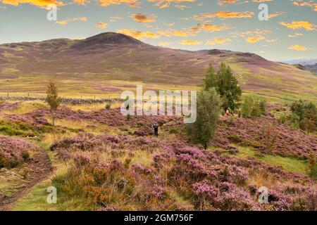 Lake District sunset over the heather in bloom in summer, Walla Crag, near Keswick, The Lake District National Park, Cumbria UK Stock Photo
