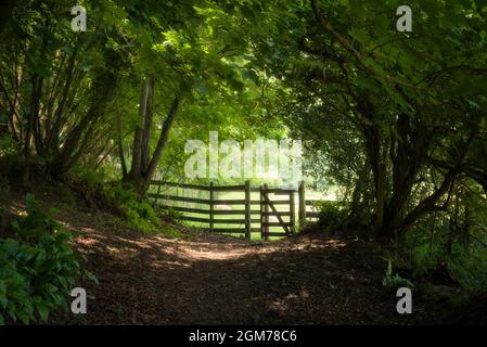 A wooden kissing gate leading into a field from Gallox Wood at Dunster in the Exmoor National Park, Somerset, England. Stock Photo