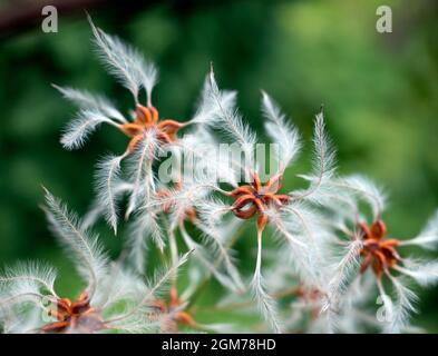 Clematis flammula known by the common name Fragrant Virgin's Bower flowering plant in closeup Stock Photo