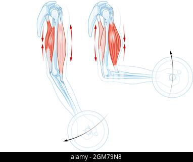 Biceps and triceps. How muscles work Stock Photo