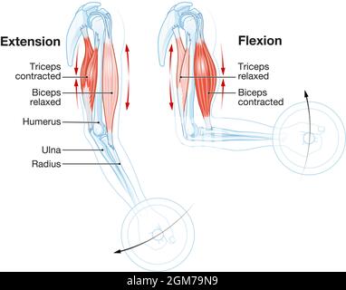 Biceps and triceps. How muscles work Stock Photo