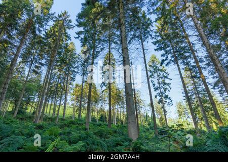 A conifer plantation at Dunster Park on the edge of the Exmoor National Park, Somerset, England. Stock Photo