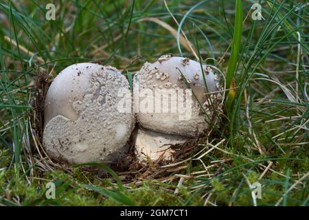 Edible mushroom Amanita excelsa. Known as European false blushing amanita. Group of wild mushrooms in the meadow in the grass. Stock Photo