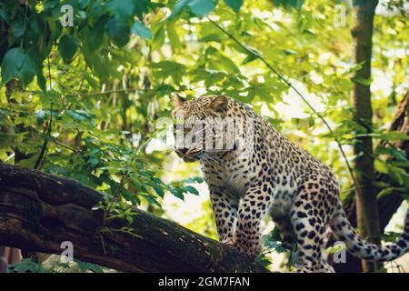 Persian leopard (Panthera pardus saxicolor), known as the Caucasian leopard Stock Photo