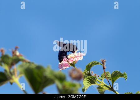 Close-up of a violet carpenter bee, aka big wood bee, feeding on pollens of a cluster of pink and white flowers under blue sky.