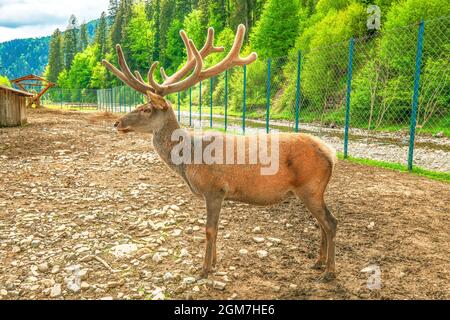 Red deer with large velvet horn standing on land by green spruce forest background. Autumn landscape with horned Cervus elaphus stand by woods. Noble Stock Photo