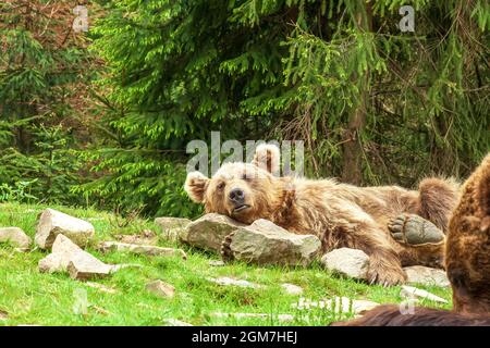 Sleeping Syrian brown bear on rocks. Cute Ursus arctos arctos syriacus lying on stones by green fir forest background Stock Photo