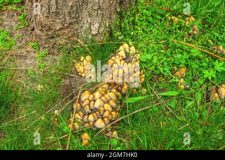 Psilocybe semilanceata psilocybin mushroom grow in summer forest. Liberty cap brown inedible fungi in growing woods. Psilocybin small shrooms, common Stock Photo