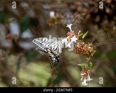 Scenic view of a Chinese Yellow Swallowtail butterfly perched on a flower near Yokohama, Japan Stock Photo