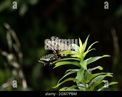 Scenic view of Chinese Yellow Swallowtail butterflies perched on a plant in Yokohama, Japan Stock Photo