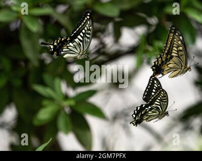 Scenic view of Chinese Yellow Swallowtail butterflies flying together in Yokohama, Japan Stock Photo