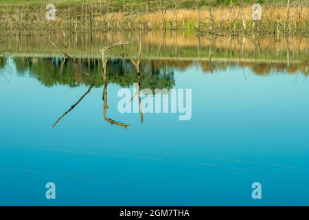 Scenic submerged tree trunks on bottom of lake with azure water Stock ...