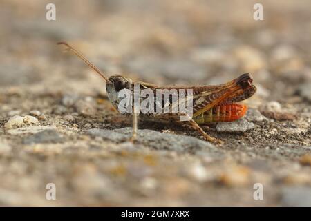 Closeup on the mottled grasshopper. Myrmeleotettix maculatus Stock Photo