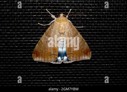 Australian White underwing moth, Achaea eusciasta, with brown patterned forewings, black and white hindwings. Dark surface, Tamborine Mountain, Qld. Stock Photo