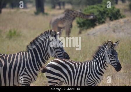 Two zebras with a giraffe in the beackground Stock Photo