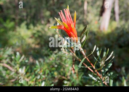 The Mountain Devil (Lambertia formosa) native plant growing in the Blue Mountains National Park near Mulgoa, New South Wales, Australia Stock Photo