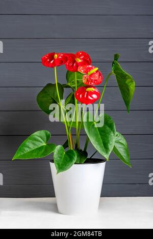 House plant Anthurium in white flowerpot isolated on white table and gray background Stock Photo