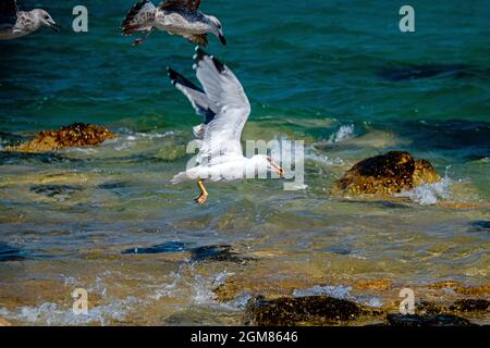 Gulls fighting for the pray over the shallow blue seawater Stock Photo