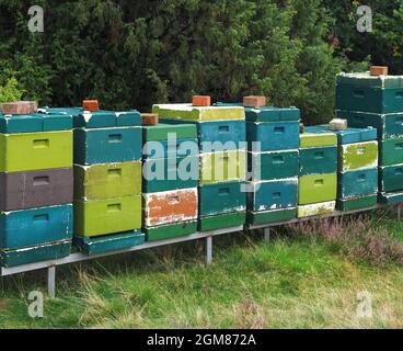 Colorful beehives with flying bees on green grass Stock Photo