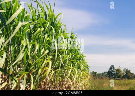 Sugar cane plantations in the green garden Stock Photo
