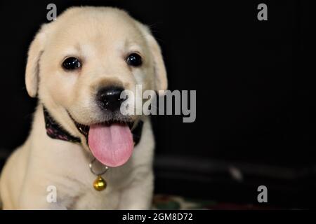 Lab puppy , Labrador puppy Isolated on black background Stock Photo