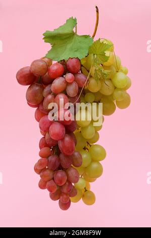 Red And White Grapes Bunches Isolated on Pink Background Stock Photo