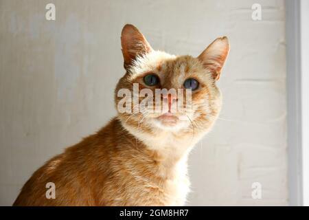 Beautiful red cat lies on the window. Cute red cat and blanket Stock Photo