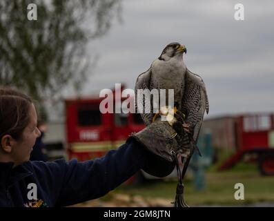 Peregrine falcon bird perched on a trainer's hand Stock Photo