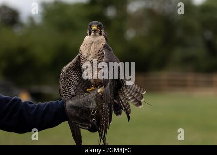 Peregrine falcon bird perched on a trainer's hand Stock Photo