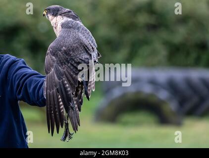 Peregrine falcon bird perched on a trainer's hand Stock Photo