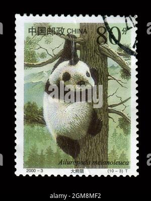 Stamp printed in China shows image of the 2000-3 Ailuropoda melanoleuca, circa 2000. Stock Photo