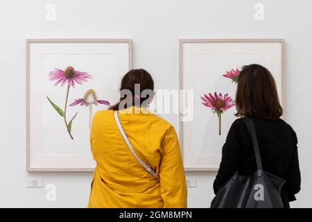 London, UK.  17 September 2021. Visitors view illustrations of Echinacea by Jarnie Godwin.  Preview of the RHS Botanical Art & Photography Show 2021 Winners at the Saatchi Gallery.  More than 200 pieces featuring an array of scientifically accurate botanical illustrations by 15 artists and portfolios from 19 photographers are on show September 18 to October 3, 2021 in an event that runs parallel to the RHS Chelsea Flower Show, hosted for the first time in Autumn.  Credit: Stephen Chung / Alamy Live News Stock Photo