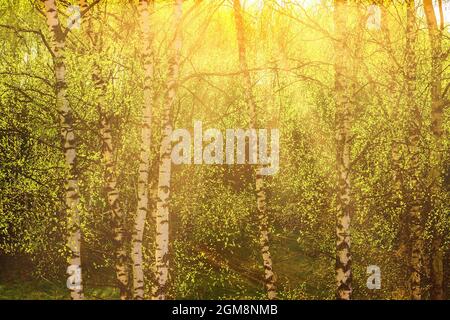 Spring sunset in birch tree grove Stock Photo - Alamy