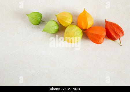 Rainbow colors chinese lantern plant on pastel background. Stock Photo