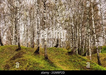 Birch forest without leaves on a cloudy spring day with green grass on the hill. Stock Photo