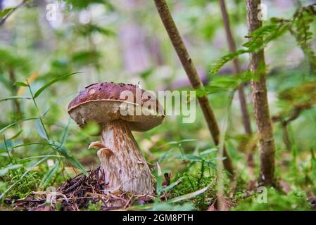 White mushroom on green background.Natural white mushroom growing in a forest. Beautiful boletus edulis . Stock Photo