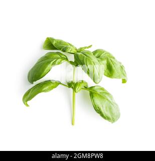 Fresh green basil leaves isolated on white background. Stock Photo