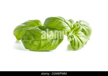 Fresh green basil leaves isolated on white background. Stock Photo