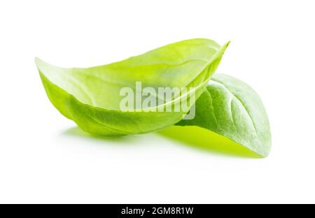 Fresh green basil leaves isolated on white background. Stock Photo