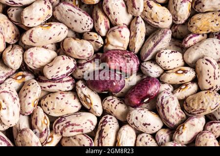 Dried cranberry beans. Borlotti beans. Top view. Stock Photo