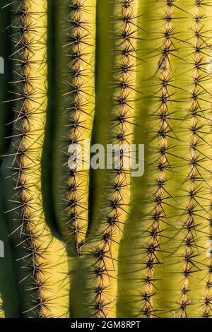 Veins Split on Surface of Saguaro Cactus in sonoran desert Stock Photo