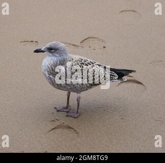 Seagull on beach Stock Photo