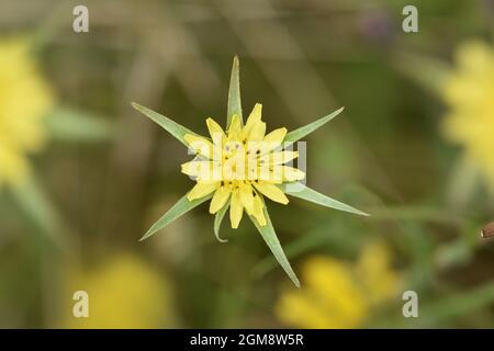 Goat's-beard - Tragopogon pratensis Stock Photo