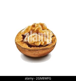 vector illustration of a walnut painted in watercolor on a white background Stock Vector